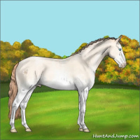 Horse Color:White Spotted Amber Cream Champagne Pearl 