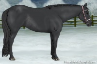 Horse Color:Black Rabicano 