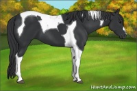 Horse Color:Black Tobiano 