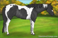 Horse Color:Black Tobiano Rabicano 