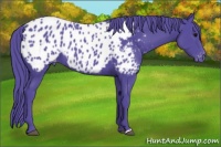 Horse Color:Watercolor Black Appaloosa