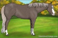 Horse Color:Silver Black Splash 