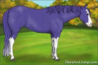 Horse Color:Watercolor Black Splash 