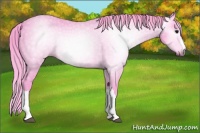 Horse Color:Gray Watercolor Black Appaloosa