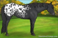 Horse Color:Black Appaloosa Rabicano 