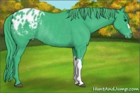 Horse Color:Watercolor Black Appaloosa Rabicano