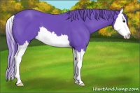 Horse Color:Watercolor Black Splash 