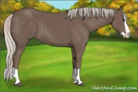 Horse Color:Silver Black Splash 