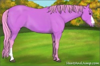 Horse Color:Watercolor Bay 