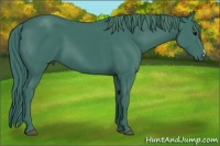 Horse Color:Watercolor Black 