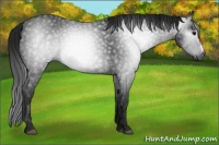 Horse Color:Gray Black 