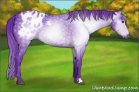 Horse Color:Gray Watercolor Black Appaloosa