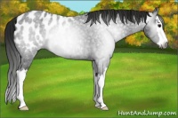 Horse Color:Gray Blue Roan Splash Appaloosa 