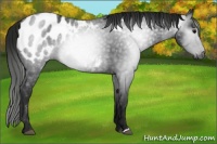 Horse Color:Gray Black Appaloosa 