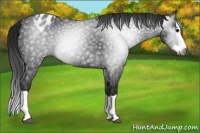 Horse Color:Gray Black Splash Appaloosa 