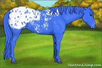 Horse Color:Watercolor Black Appaloosa 