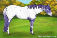 Horse Color:Watercolor White Spotted Black Appaloosa 