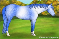 Horse Color:Gray Watercolor Black Appaloosa 