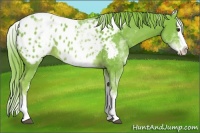 Horse Color:Watercolor White Spotted Chestnut Splash Appaloosa