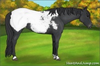 Horse Color:Blue Roan Appaloosa 