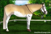 Horse Color:Palomino Onyx Splash 