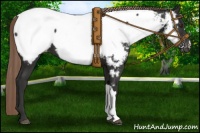 Horse Color:Liver Chestnut Appaloosa 