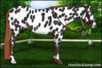 Horse Color:Liver Chestnut Near Leopard 