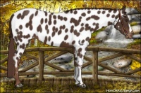 Horse Color:Liver Chestnut Appaloosa 