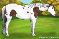 Horse Color:Brown Splash Tobiano 