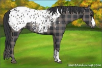 Horse Color:Plaid  Black Appaloosa 