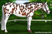 Horse Color:Brown Splash Leopard 
