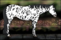 Horse Color:Black Near Leopard 