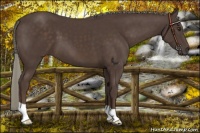 Horse Color:Liver Chestnut Mushroom 