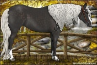 Horse Color:Liver Chestnut Mushroom Sabino 