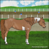 Horse Color:Chestnut Tobiano
