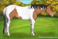 Horse Color:Bay Tobiano 