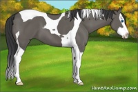 Horse Color:Grullo Splash Tobiano