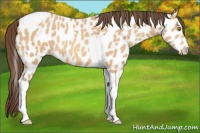 Horse Color:Amber Champagne Tobiano Appaloosa 