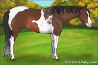 Horse Color:Brown Sabino Splash Tobiano 