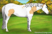 Horse Color:Buckskin Splash Tobiano 