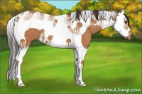 Horse Color:Bay Splash Tobiano 