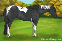 Horse Color:Black Tobiano 