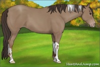 Horse Color:Classic Champagne Tobiano 