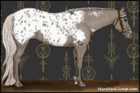 Horse Color:Silver Grullo Appaloosa 