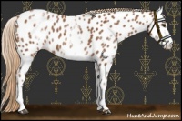 Horse Color:White Spotted Chestnut Sabino Appaloosa 