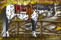 Horse Color:Black Splash Near Leopard 