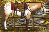 Horse Color:Buckskin Frame Appaloosa