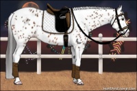Horse Color:Bay Tobiano Leopard