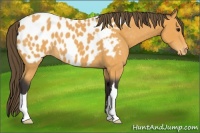 Horse Color:Buckskin Appaloosa