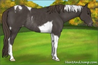 Horse Color:Smoky Black Tobiano Appaloosa Rabicano 